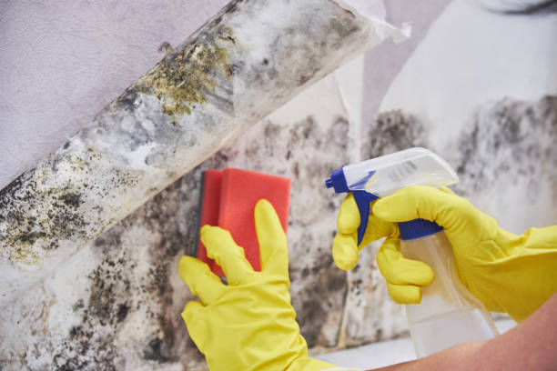 Best Environmental Consulting for Mold Prevention  in Merrick, NY